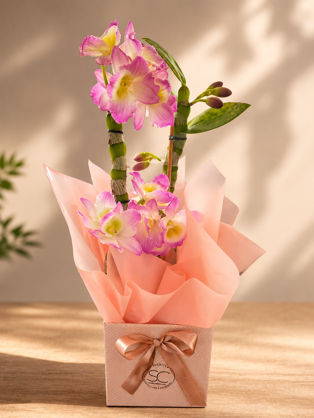 Foto do produto Orquídea Dendobrium